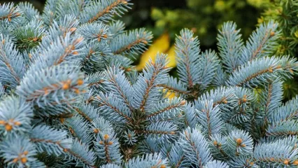 В Нижнекамске в парке «Семья» высадят 400 голубых елей