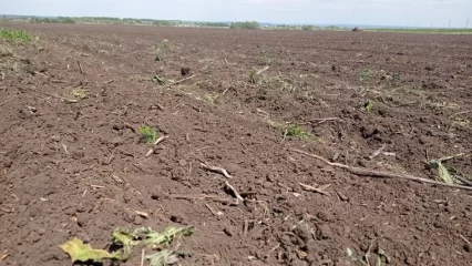 Из-за ночных заморозков в Татарстане пострадали 30 тыс. га посевов