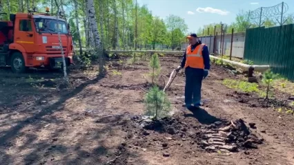 В Нижнекамске осуществляется полив кедров, высаженных в парке «Семья»