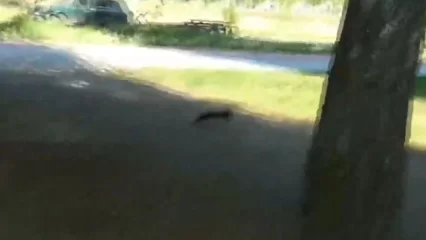 «Шухер-пухер устроили»: нижнекамец встретил около своего дома куницу - НТР 24