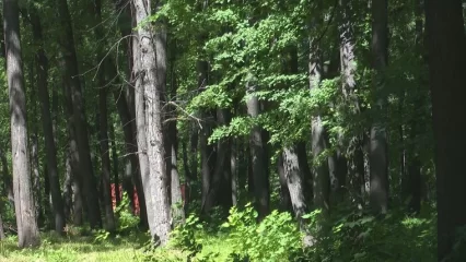 В Татарстане ввели 21-дневный запрет на посещение лесов