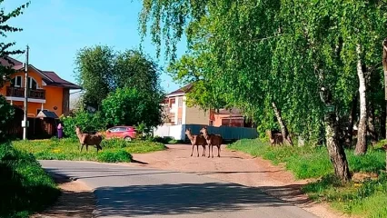В Татарстане заметили семейство оленей, гуляющих по улицам поселка