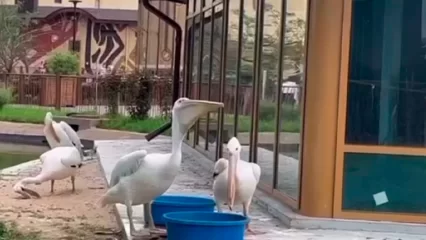 Хитрый пеликан из Татарстана ворует еду у своего соседа