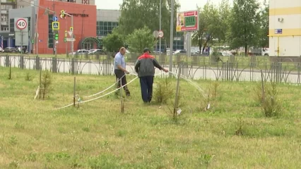 Нижнекамские коммунальщики пообещали поливать деревья дважды в неделю - НТР 24