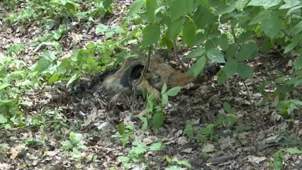 В Нижнекамске в лесу у родника обнаружили трупы животных