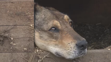 Нижнекамцев приглашают помочь с кормом для бездомных животных - НТР 24