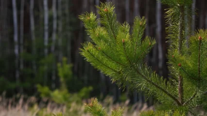 Минниханов вручил минлесхозу Татарстана сертификат на 28 лесопатрульных машин