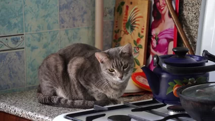 Запах въелся в стены: нижнекамцы несколько лет борются с соседкой-кошатницей - НТР 24