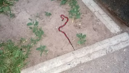 В Нижнекамске у подъезда жилого дома обнаружили змею - НТР 24