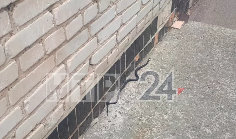 В Нижнекамске сняли на видео змею, которая выползла из стены