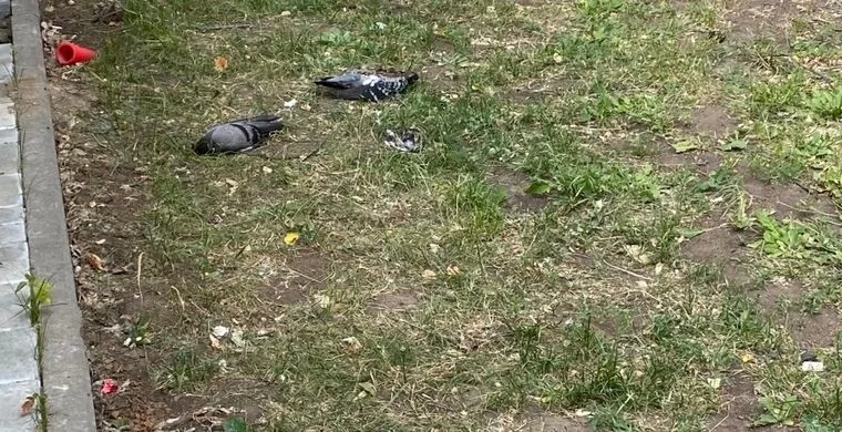 В Нижнекамске стали замечать мертвых голубей