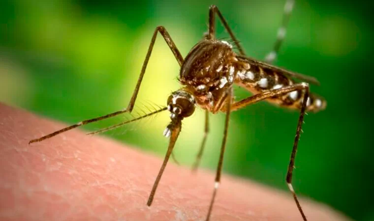 В начале июня жителей Татарстана ожидает нашествие комаров