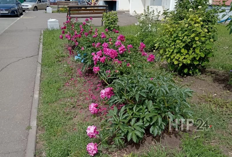 Пионы во дворе дома № 27 по пр. Шинников