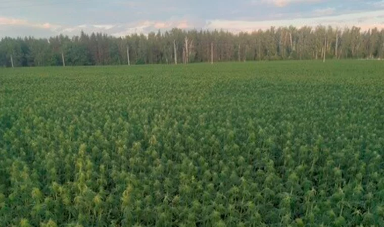 В Татарстане вырастили целое поле конопли