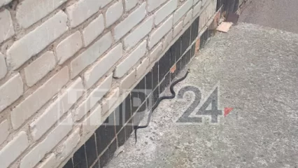 В Нижнекамске сняли на видео змею, которая выползла из стены - НТР 24