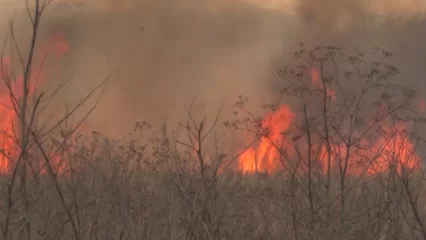 Штормовое предупреждение о пожароопасности лесов в Татарстане продлили