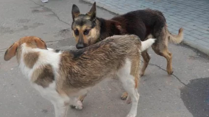 За выброшенных питомцев и покусанных ими людей россияне заплатят штраф до 200 тыс. рублей - НТР 24