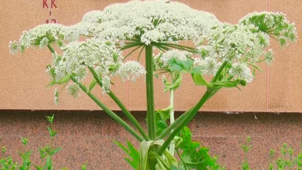 На уничтожение борщевика в Нижнекамском районе выделили почти 250 тыс. рублей - НТР 24