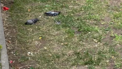 В Нижнекамске стали замечать мертвых голубей