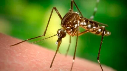 В начале июня жителей Татарстана ожидает нашествие комаров