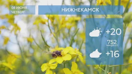 Прогноз погоды в Нижнекамске на 8-е июня 2023 года