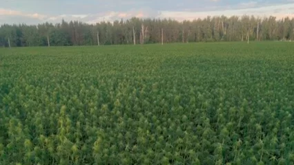 В Татарстане вырастили целое поле конопли