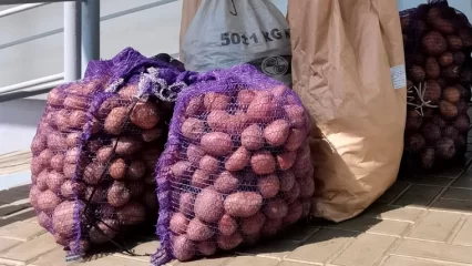 Нижнекамский центр поддержки семьи организовал раздачу картофеля нуждающимся