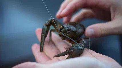 На нижнекамском водохранилище в Удмуртии выставили на аукцион 100% долей квоты на вылов раков - НТР 24