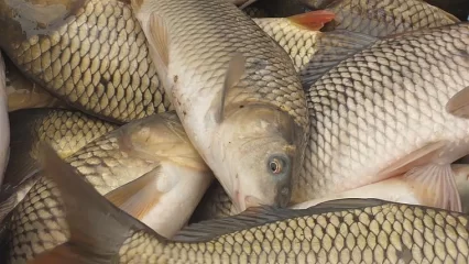 В Нижнекамске к обязательным работам приговорили рыбака-браконьера из Оренбургской области - НТР 24