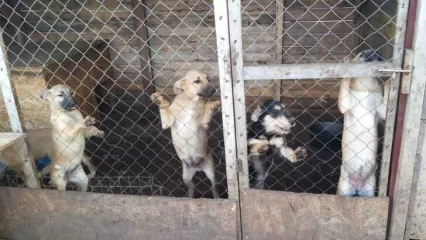 В Нижнекамске подростки проведут акцию «Подари корм - получи лимонад» - НТР 24