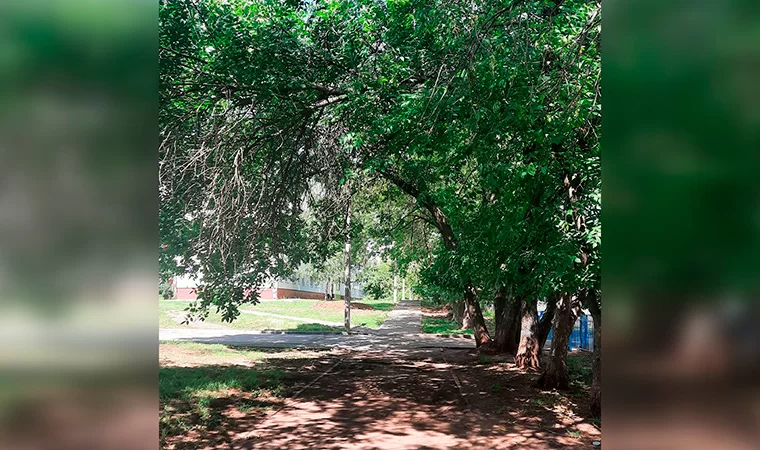 Нижнекамка попросила обратить внимание на деревья возле школы