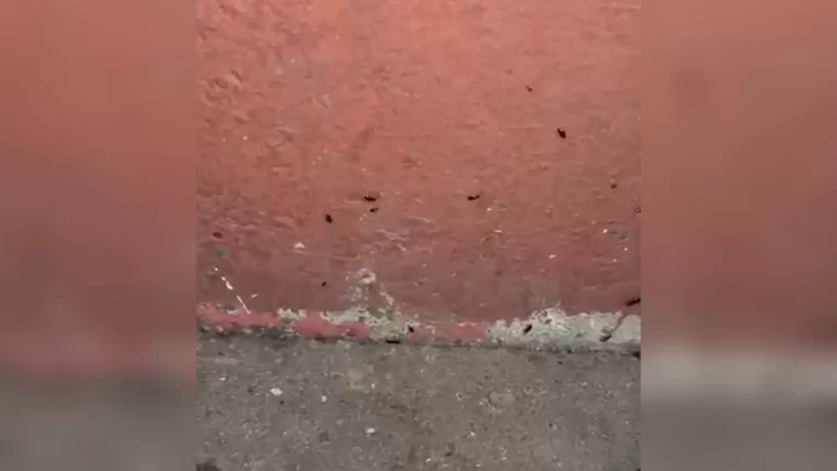 Тараканы заполонили дом на проспекте Химиков в Нижнекамске