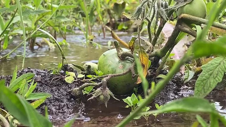 Участки жителей в Большом Афанасово топит из-за старого водопровода у соседей