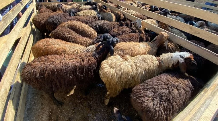 В Татарстане в 2023 году на Курбан-байрам принесли в жертву 13,8 тыс. голов скота