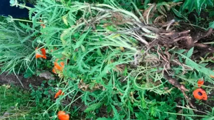 В Нижнекамском районе 6 июля стартовала операция «Мак» - НТР 24