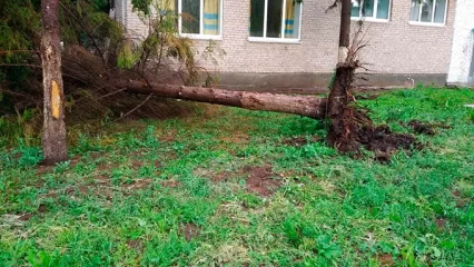 Минздрав Татарстана: из-за урагана пострадали 56 жителей республики - НТР 24