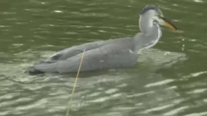Сотрудники Госкомитета РТ по биоресурсам спасли застрявшую в рыболовной снасти цаплю - НТР 24