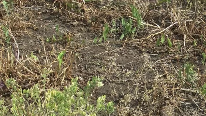 Из-за засухи и заморозков в Нижнекамском районе погибло около 1 300 га многолетних трав
