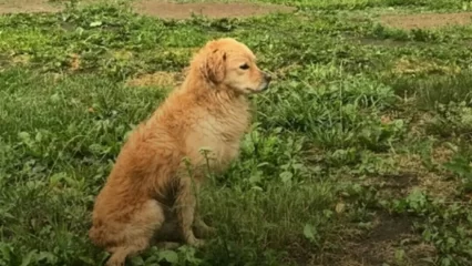 В Нижнекамске неизвестные выбросили собаку с балкона - НТР 24
