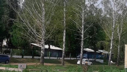 В Нижнекамске сменилась подрядная организация по спилу деревьев - НТР 24