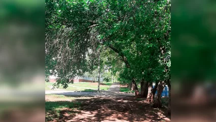 Нижнекамка попросила обратить внимание на деревья возле школы - НТР 24