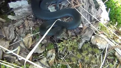 В Нижнекамском районе двое детей пострадали от нападения гадюк - НТР 24