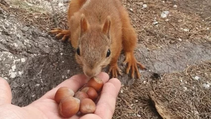 Медики Нижнекамска показали, как подкармливают белок, поселившихся на территории больницы - НТР 24