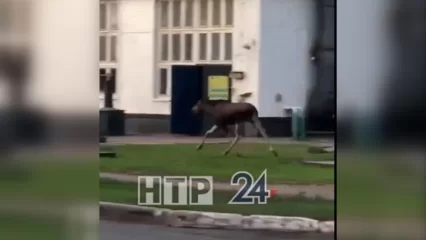 В Нижнекамске на территории завода был замечен лось - НТР 24