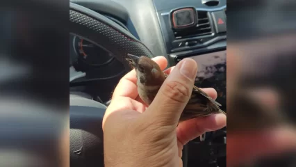 «Сердечко сильно билось»: нижнекамец рассказал, как спас от жары воробья - НТР 24