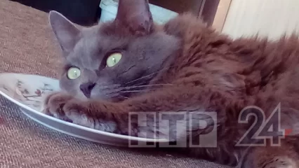В Нижнекамске кота выкинуло взрывной волной из квартиры на пр. Вахитова - его ищут хозяева - НТР 24