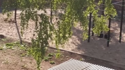 Нижнекамка рассказала про трёх собак, держащих в страхе весь двор - НТР 24