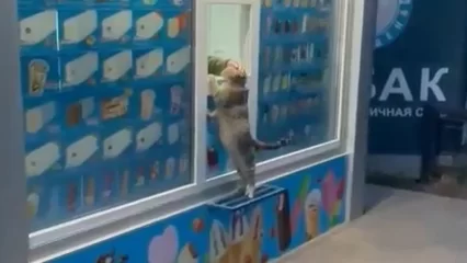 В Нижнекамске сняли на видео кошку, которая потребовала мороженое в ларьке