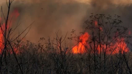 Штормовое предупреждение о высокой пожароопасности лесов в Татарстане продлили