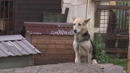 Просьбы услышаны: нижнекамский приют для собак обеспечили чистой водой и едой - НТР 24